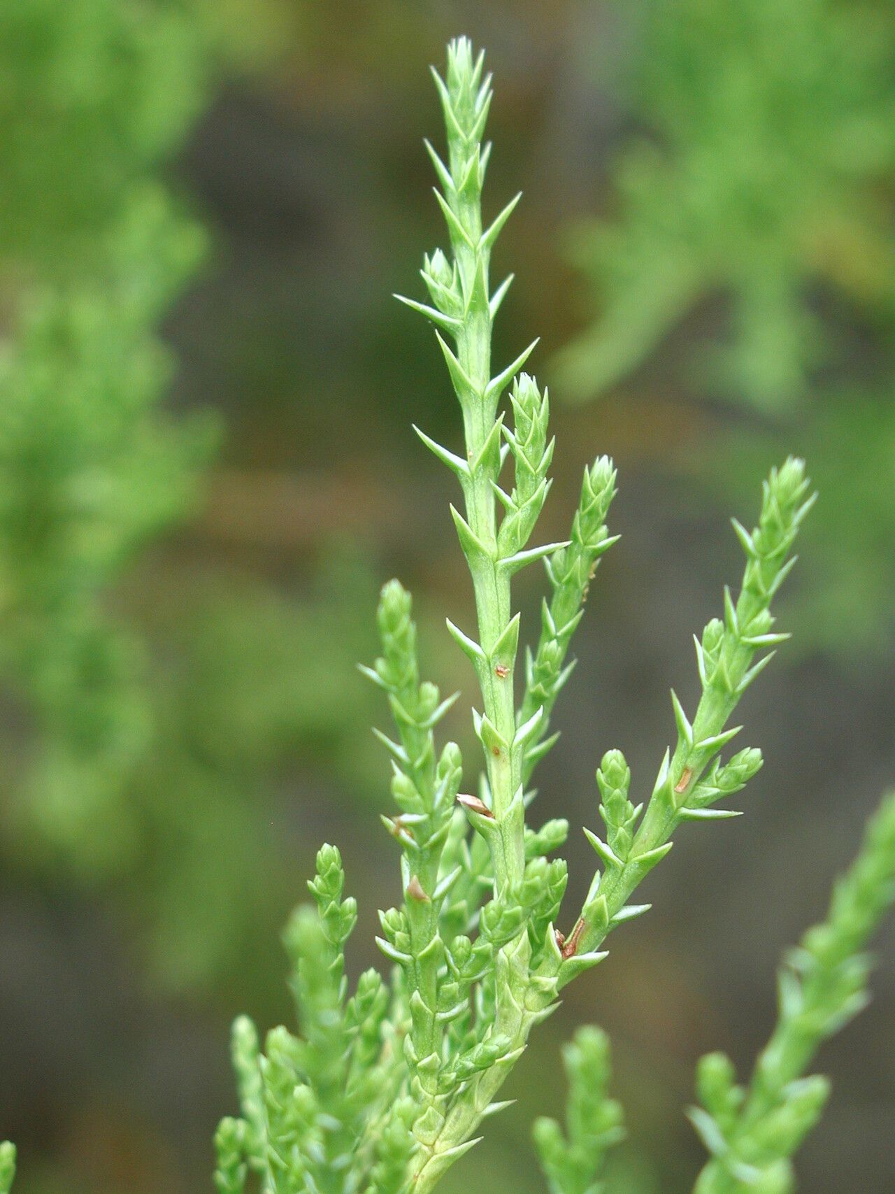 Juniperus excelsa — search result for 'Juniperus'