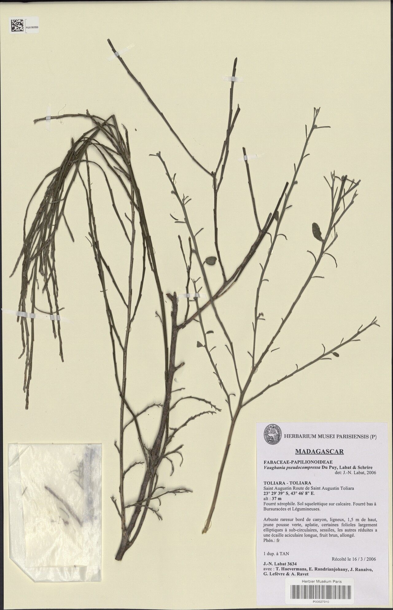 Indigofera pseudocompressa — search result for 'Indigofera'