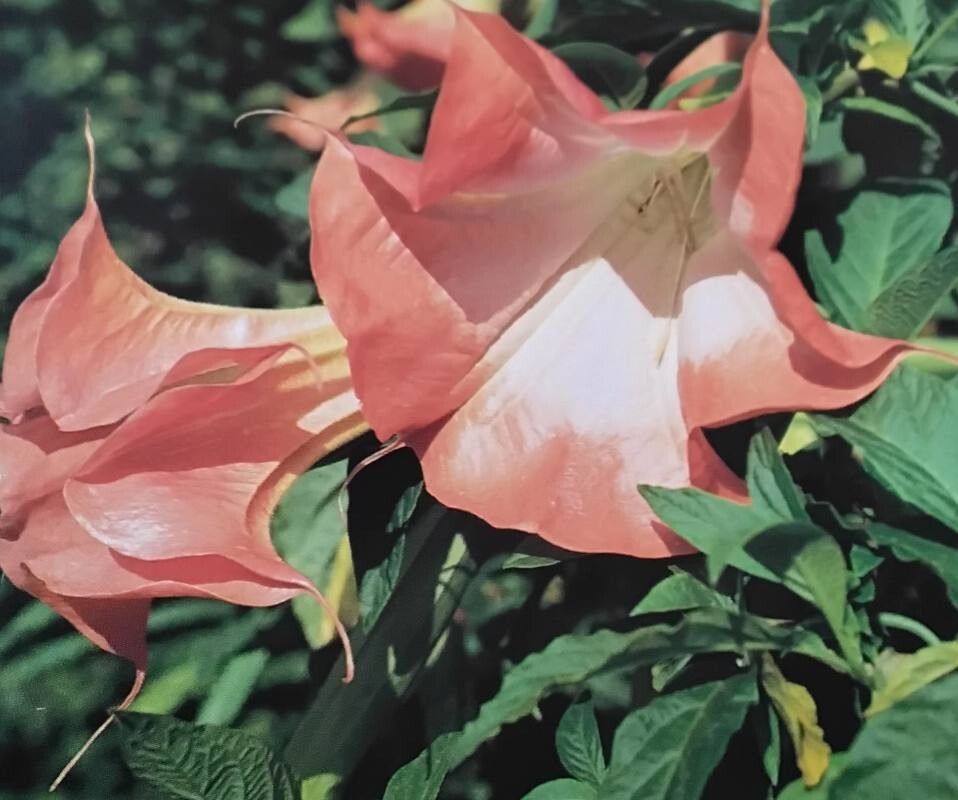 Brugmansia insignis — related species from the same genus