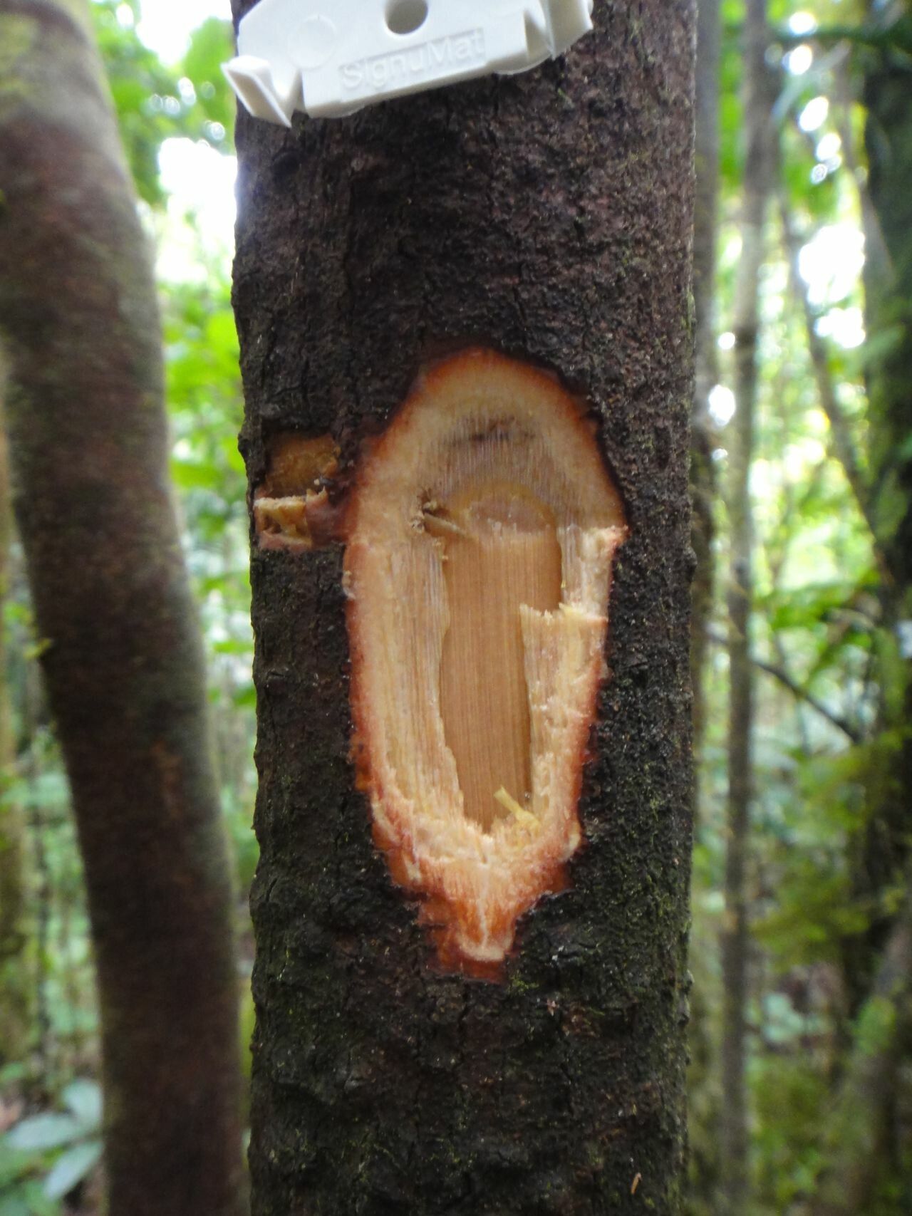 Psychotria pancheri bark