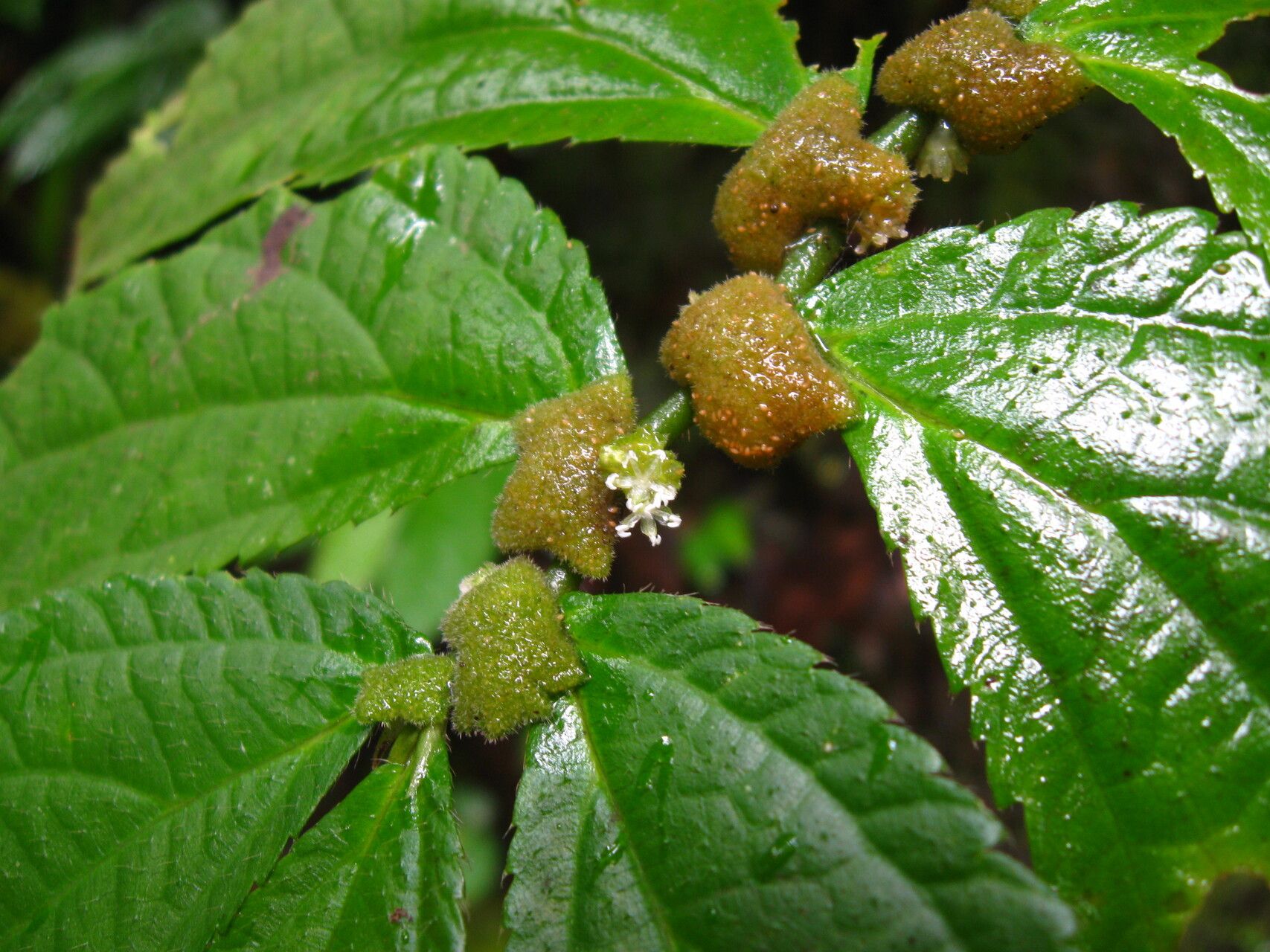 Elatostema welwitschii flower