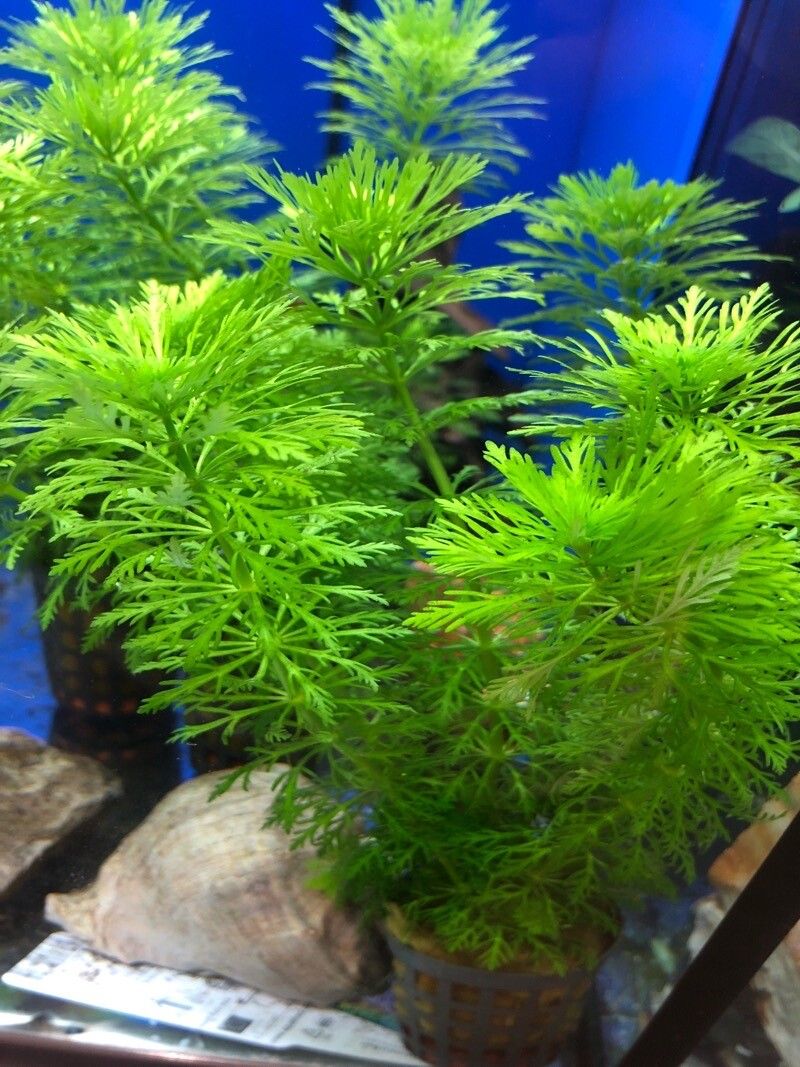 Limnophila heterophylla — houseplant care guide