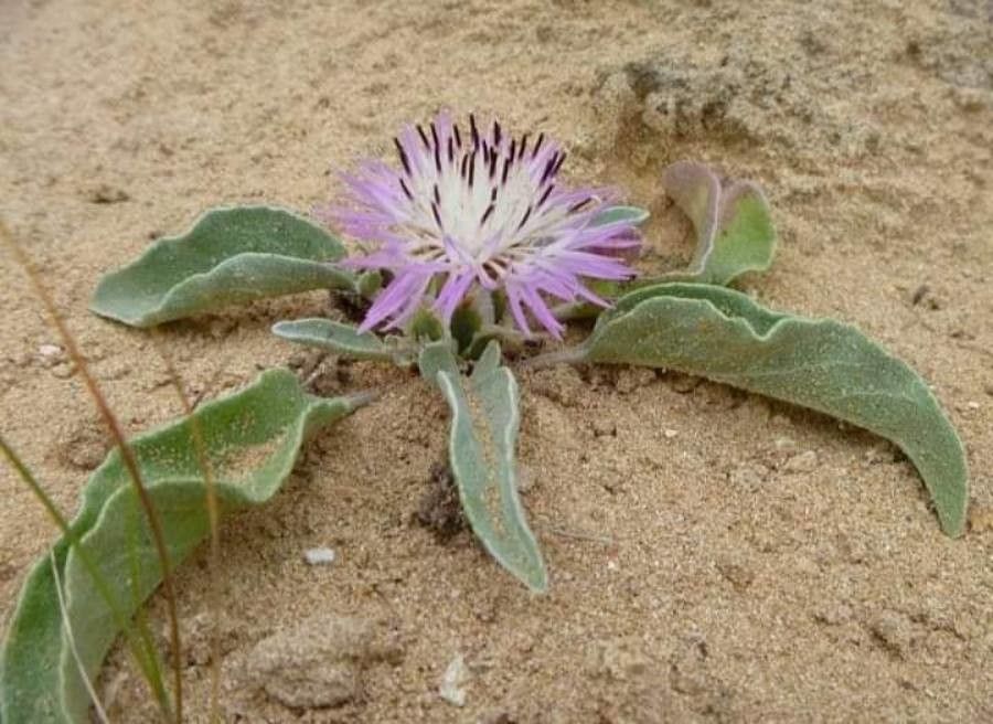 Centaurea pumilio flower