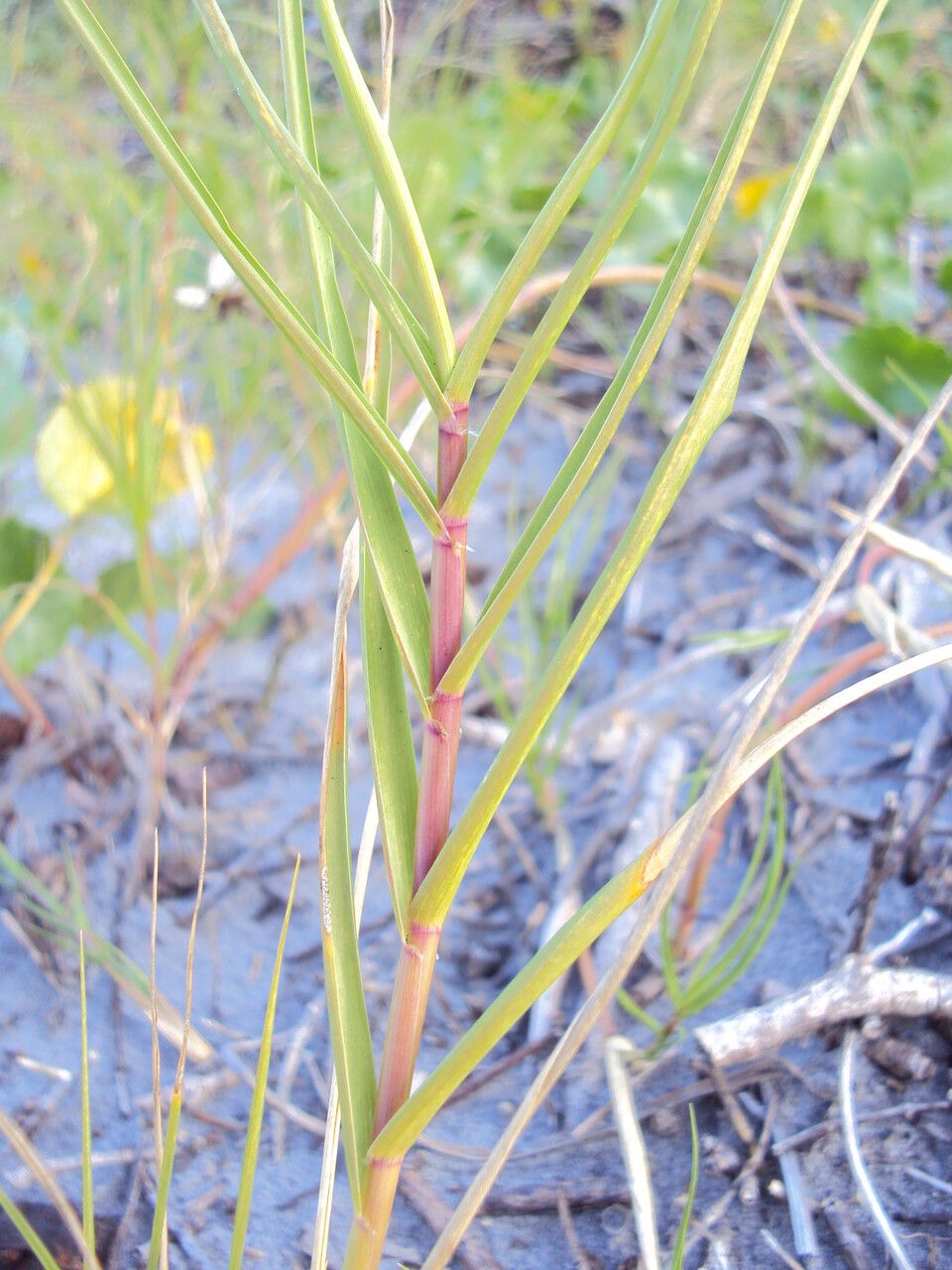 Sporobolus virginicus