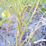 Sporobolus virginicus