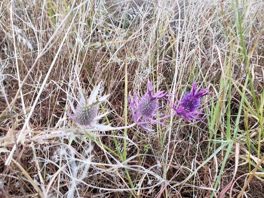 Eryngium leavenworthii flower