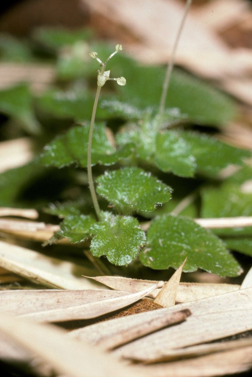 Dysopsis glechomoides habit