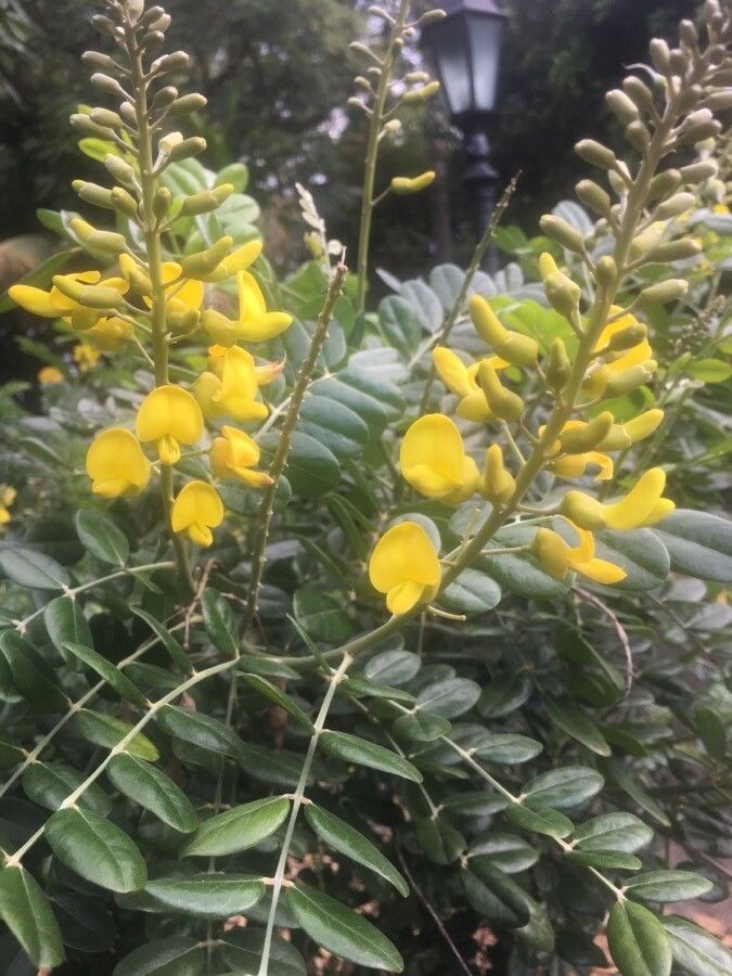 Sophora tomentosa flower