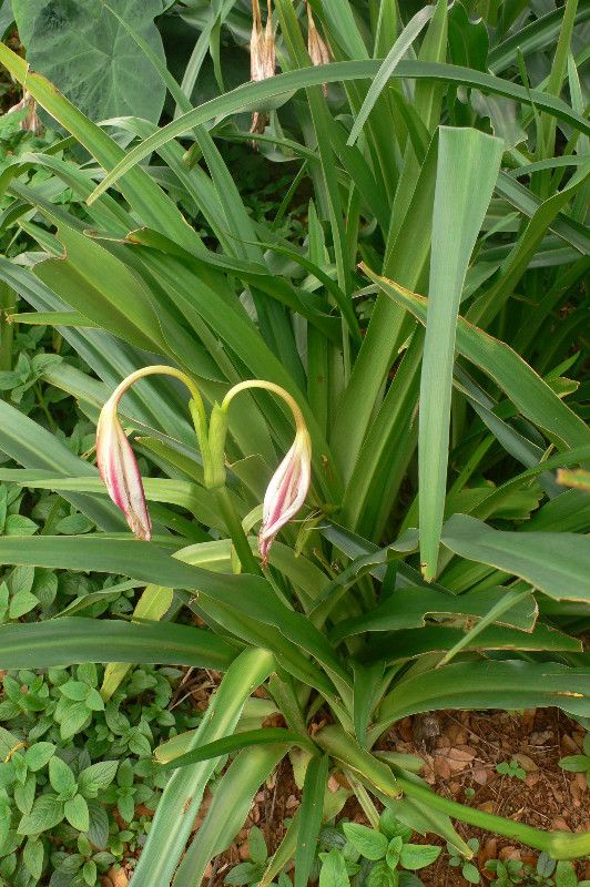 Crinum amabile habit