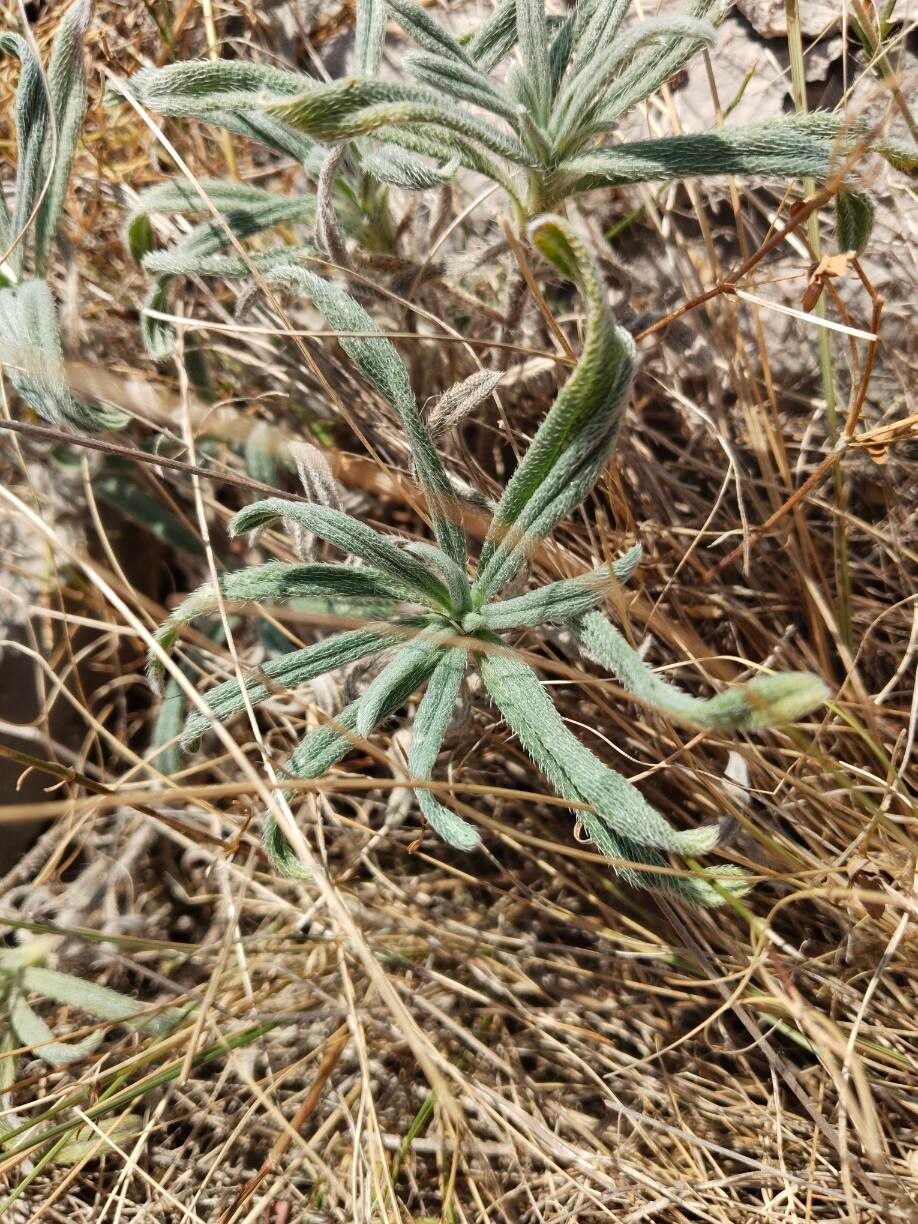 Euploca chrysantha leaf