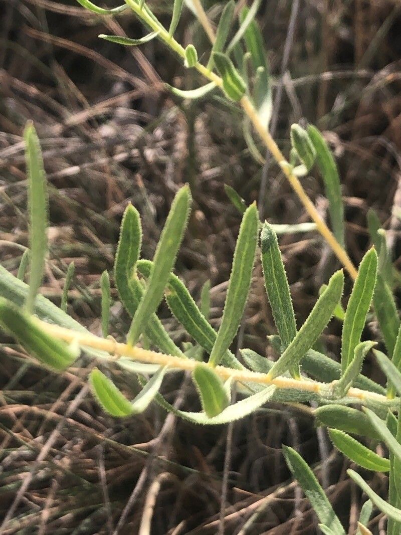 Centaurea hyssopifolia leaf