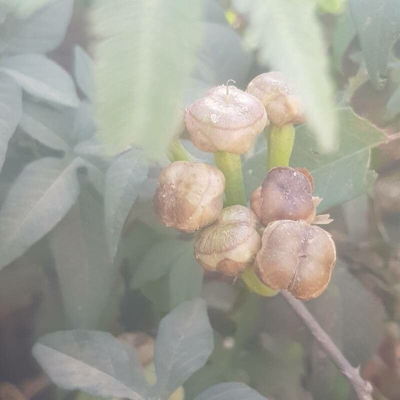 Merremia pterygocaulos fruit