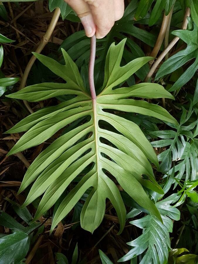 Philodendron mayoi — search result for 'Philodendron'