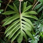 Philodendron mayoi
