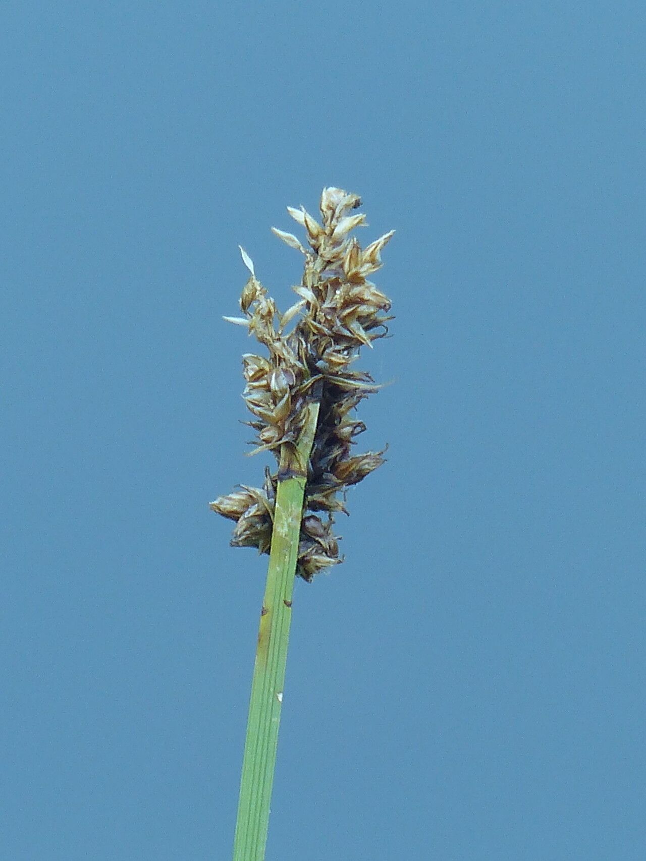 Carex diandra flower