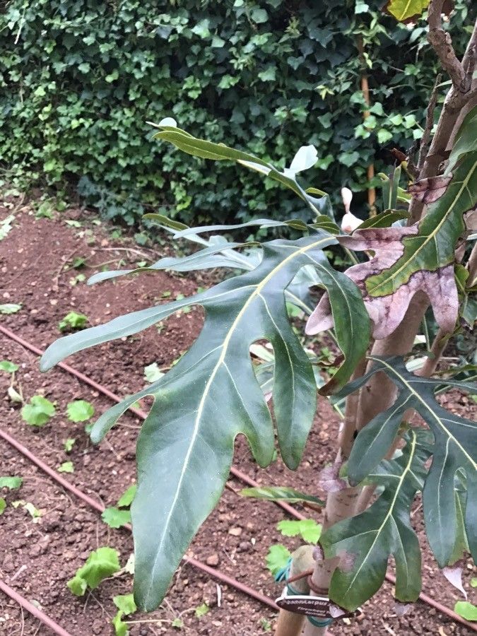 Stenocarpus sinuatus — search result for 'Proteaceae'