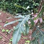 Stenocarpus sinuatus