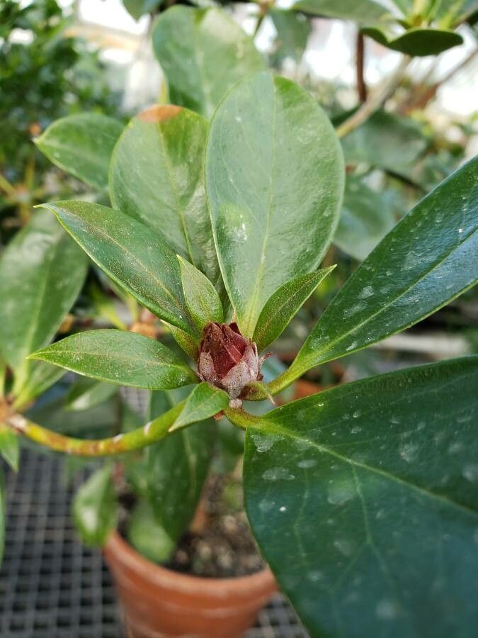 Rhododendron valentinianum flower