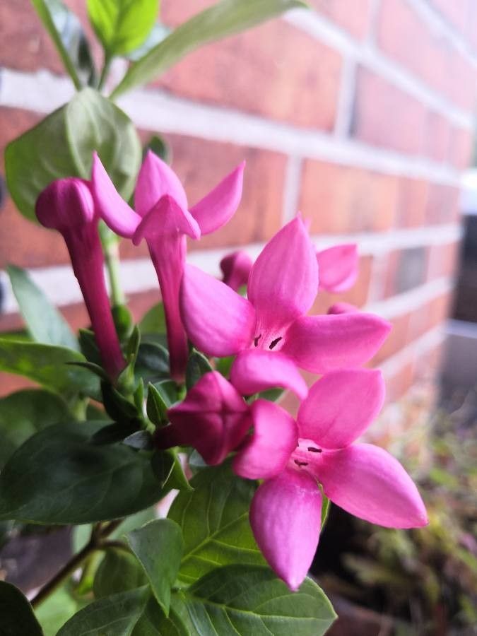 Bouvardia × hybrida — houseplant care guide