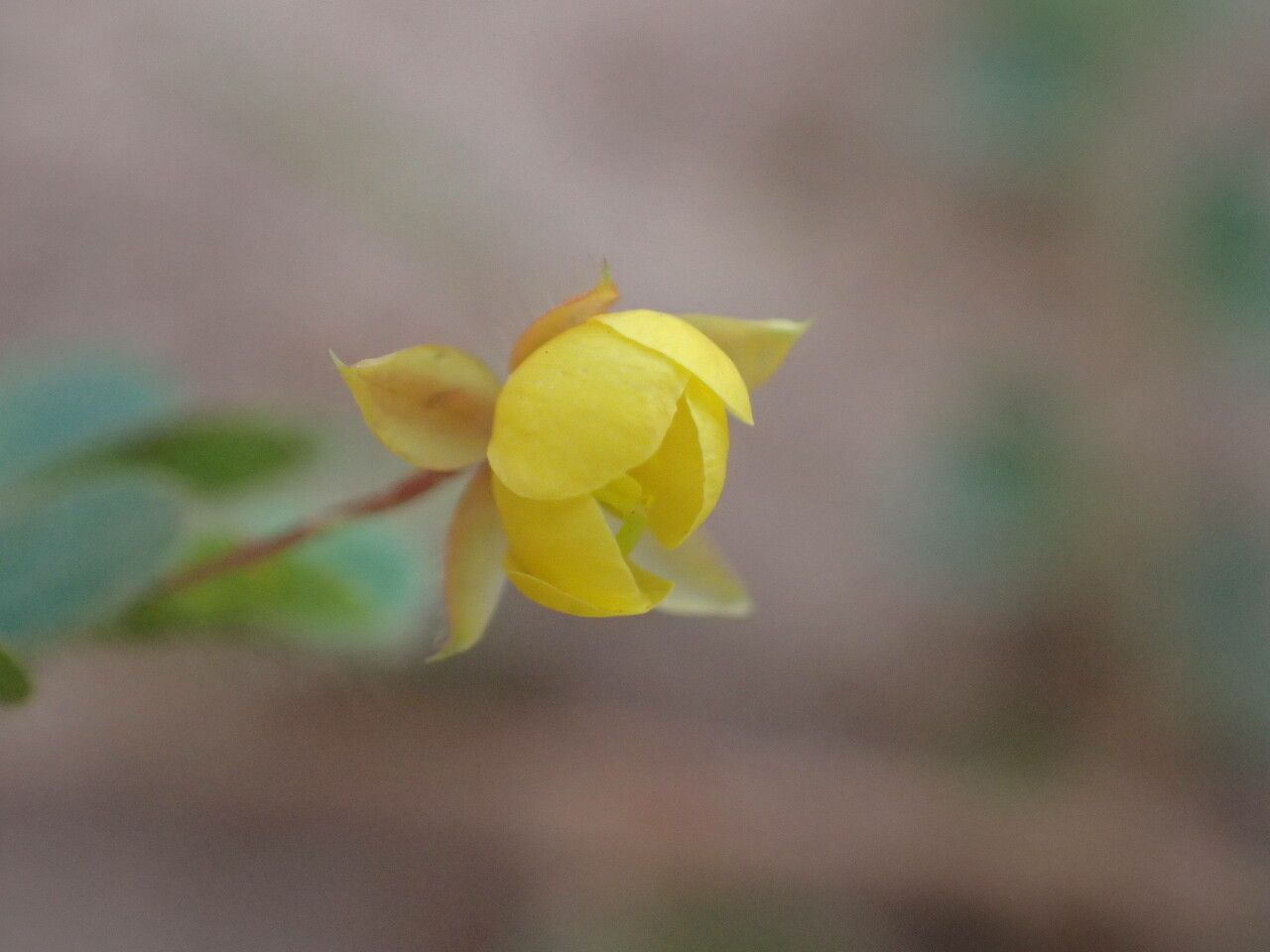 Chamaecrista rotundifolia flower