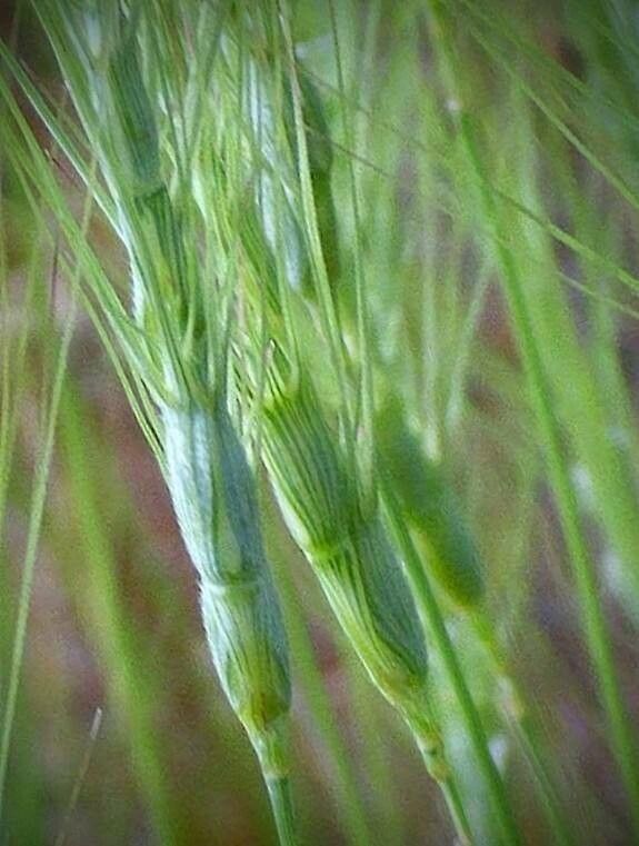 Aegilops triuncialis leaf