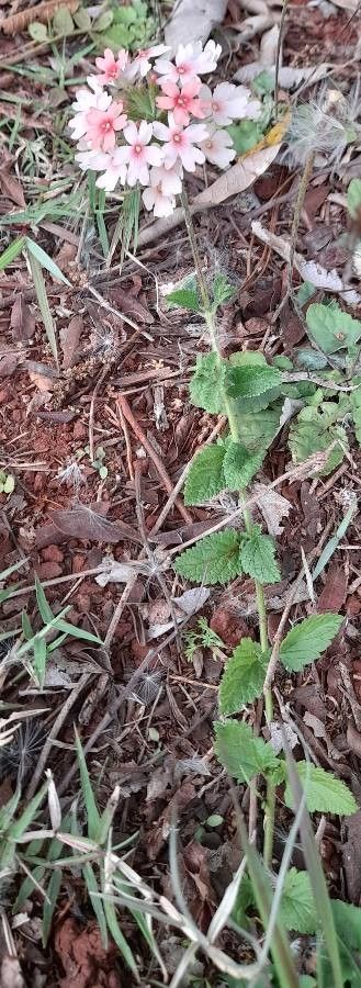 Glandularia nana habit