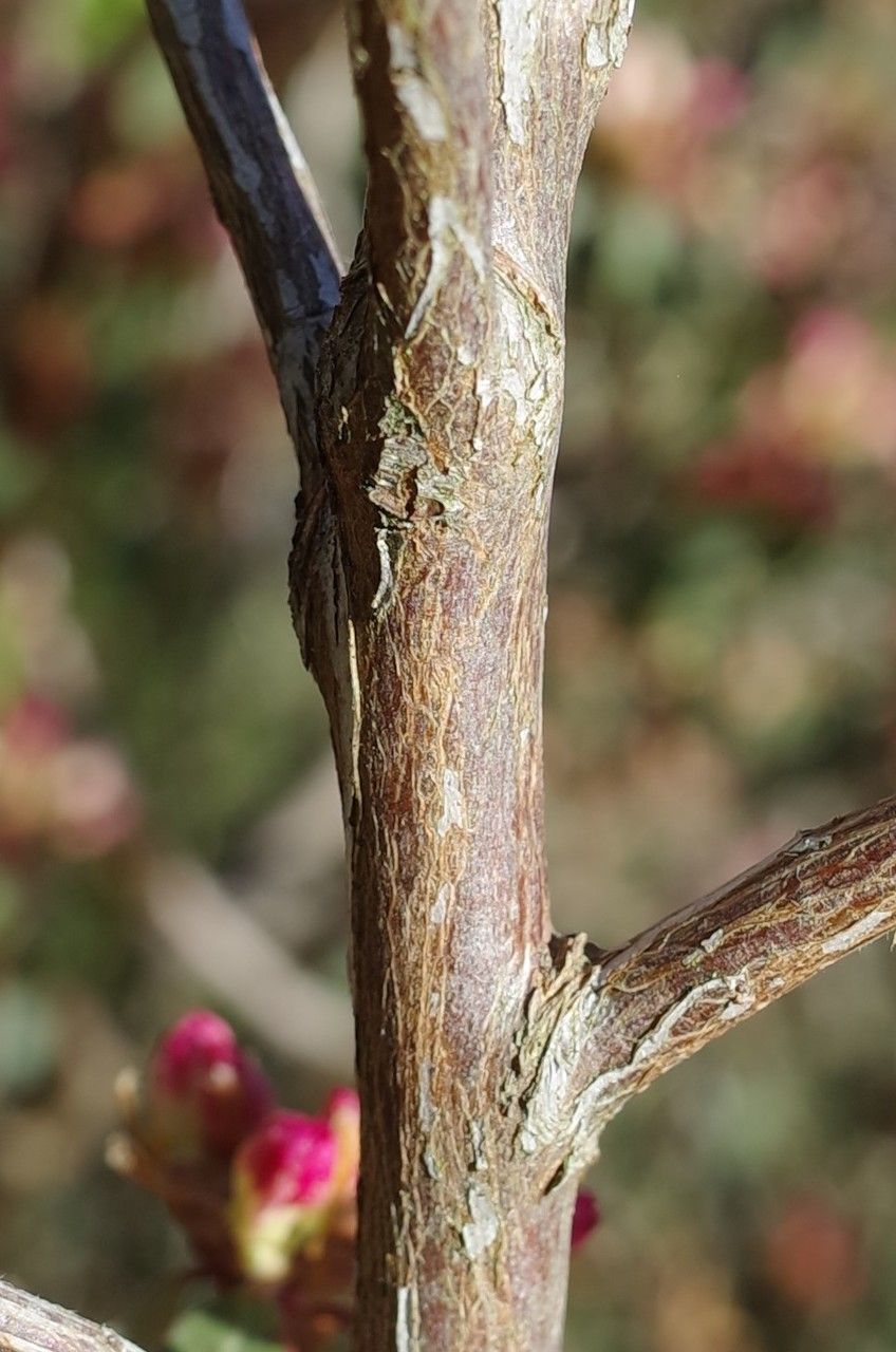Rhododendron hemitrichotum bark