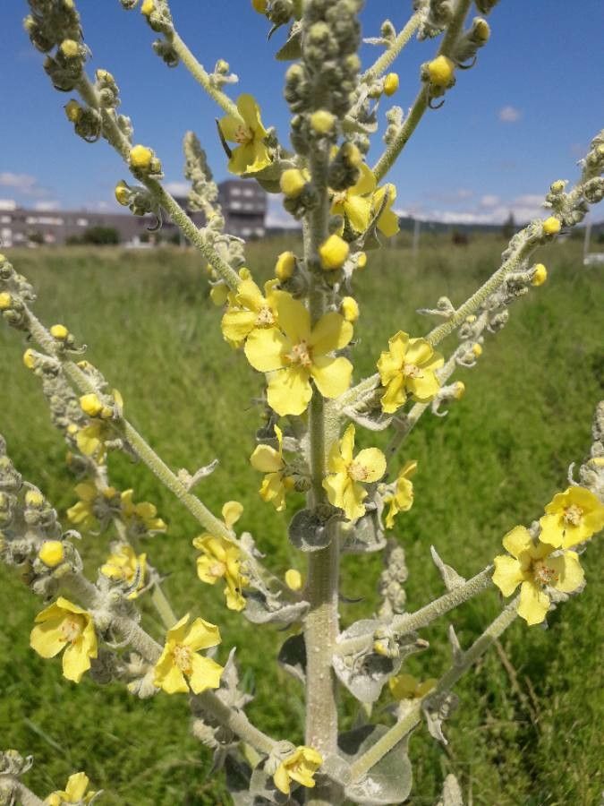 Verbascum pulverulentum flower