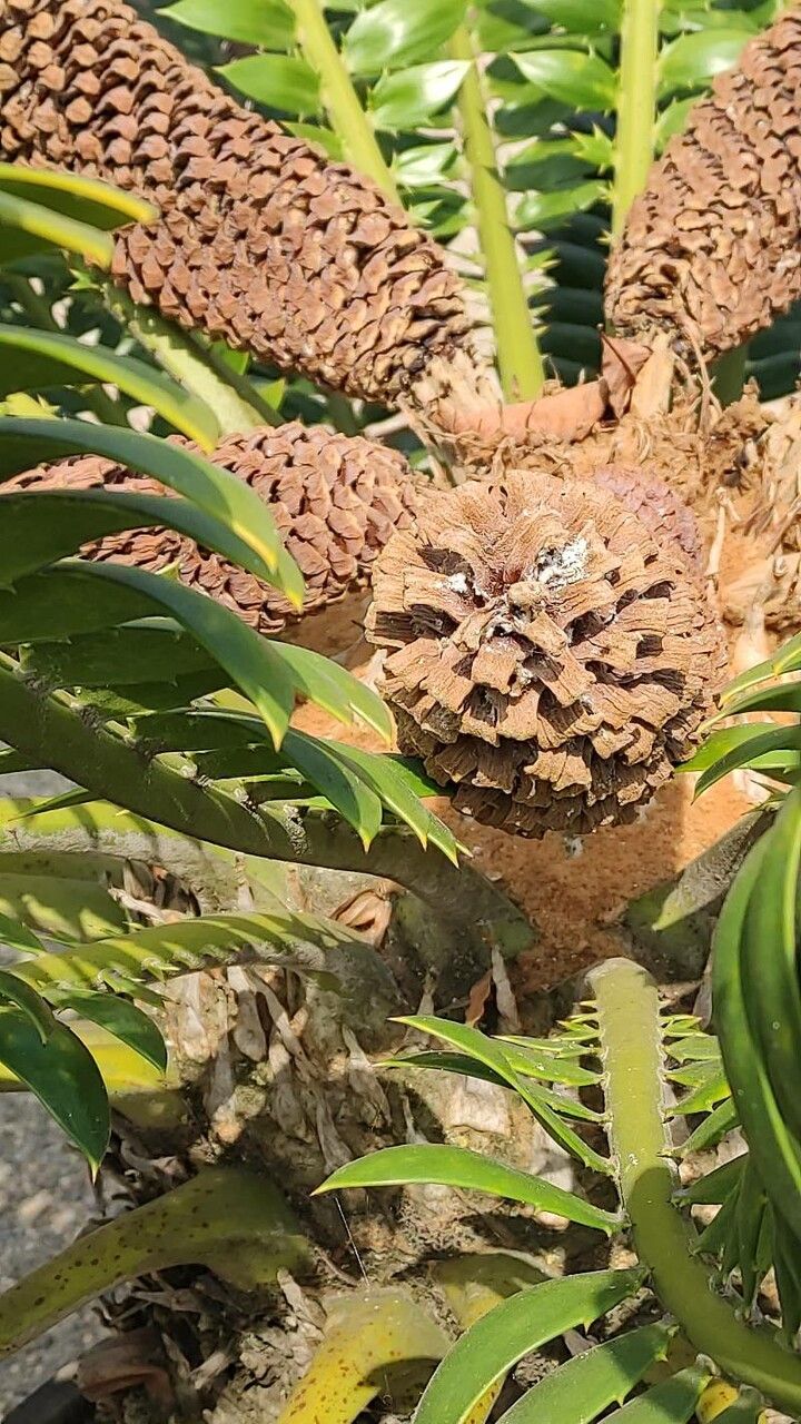 Encephalartos natalensis fruit