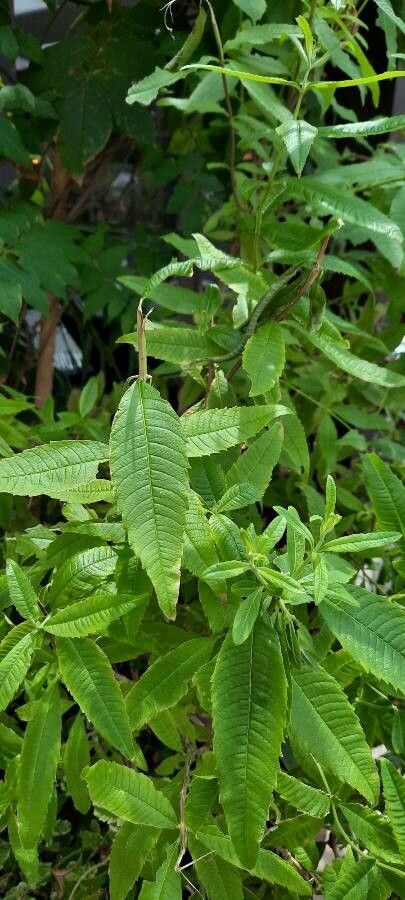 Lippia triphylla — search result for 'Lippia'