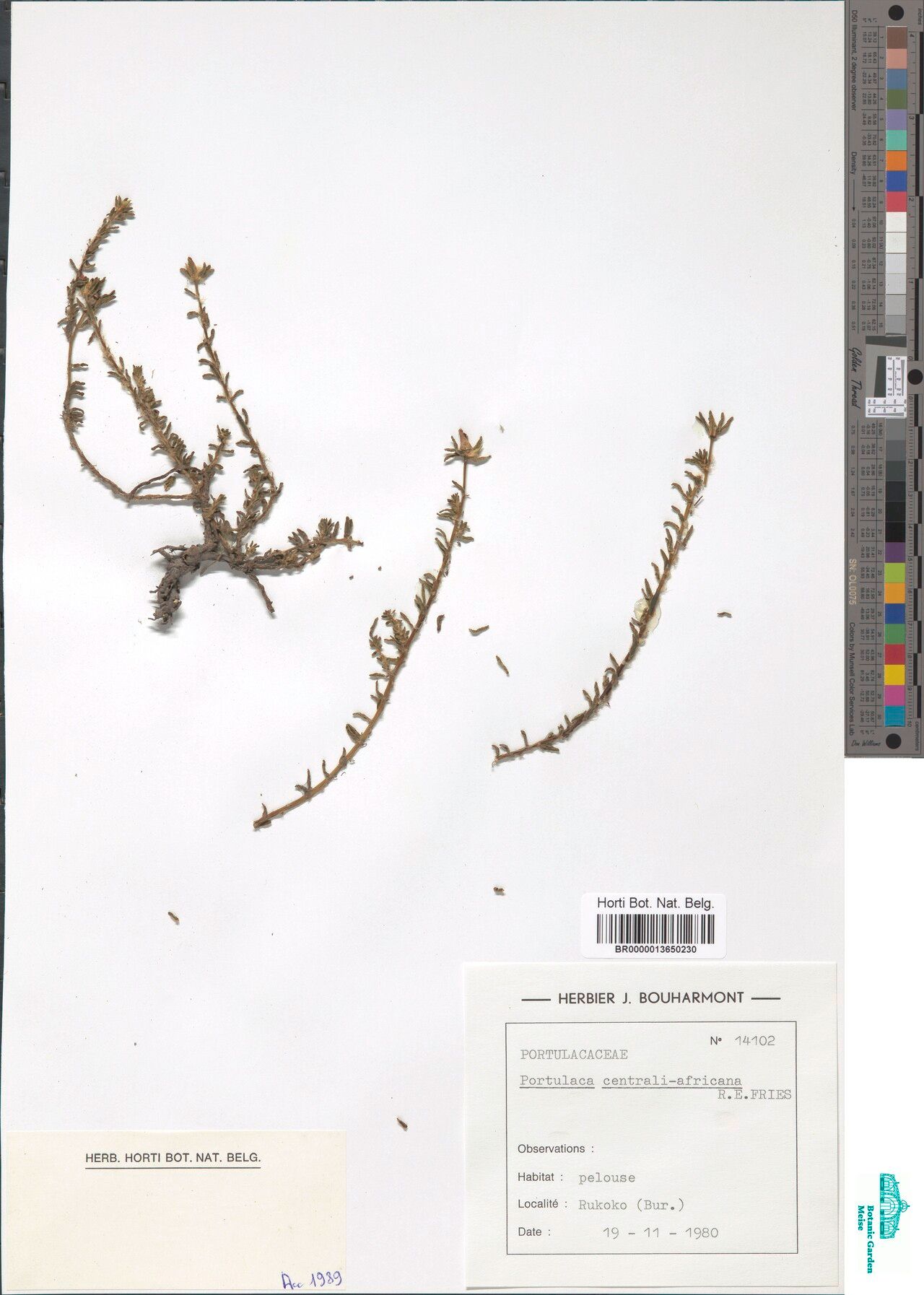 Portulaca centrali-africana — houseplant care guide