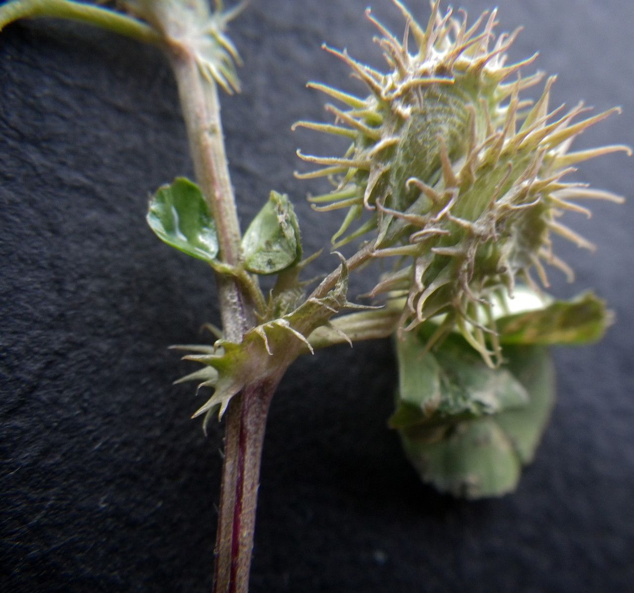 Medicago praecox fruit