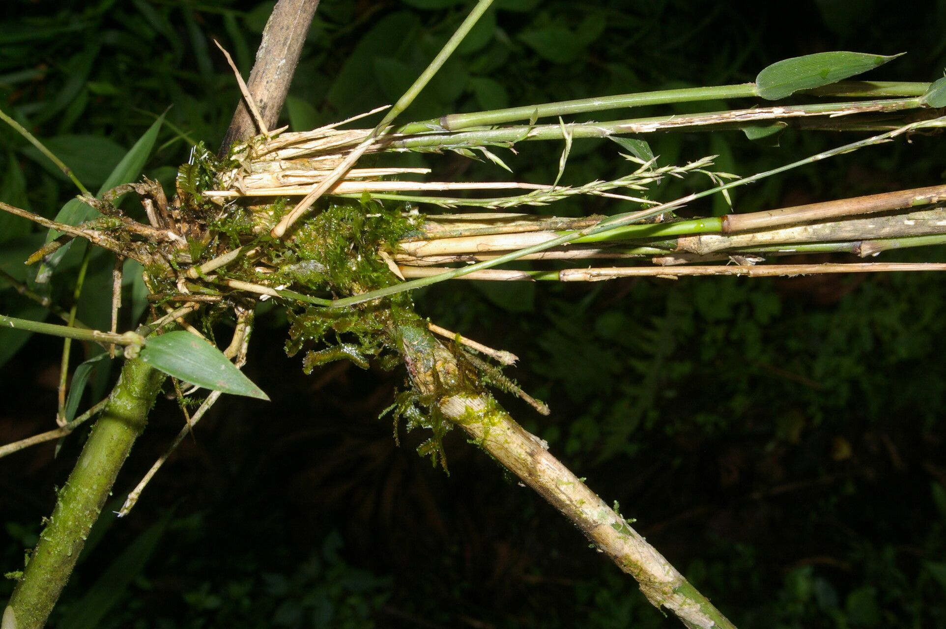Chusquea patens bark