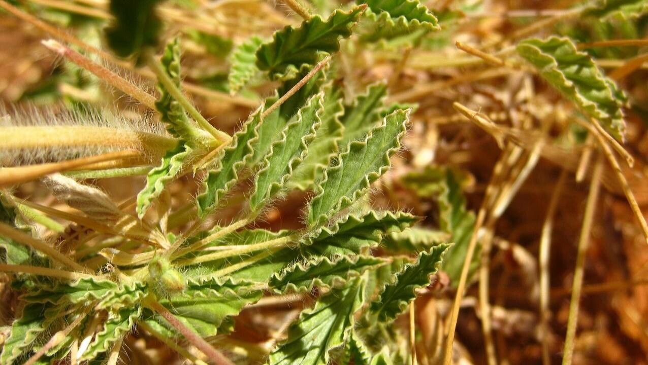 Monsonia longipes leaf