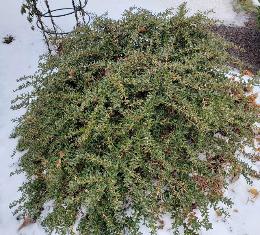 Berberis candidula habit