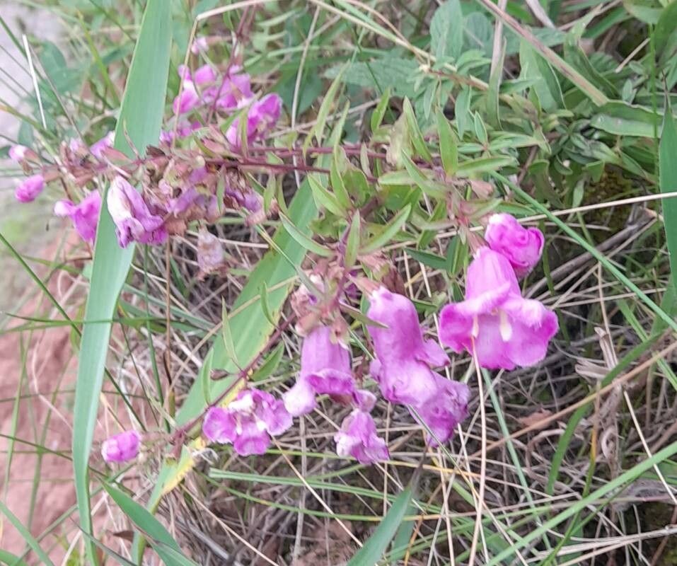 Agalinis genistifolia habit