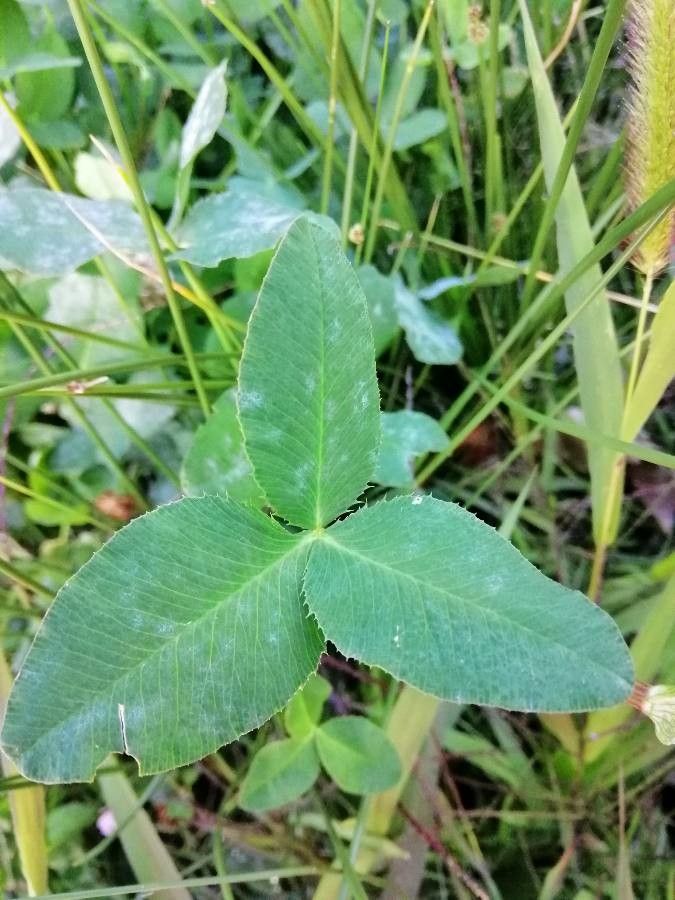 Trifolium hybridum leaf