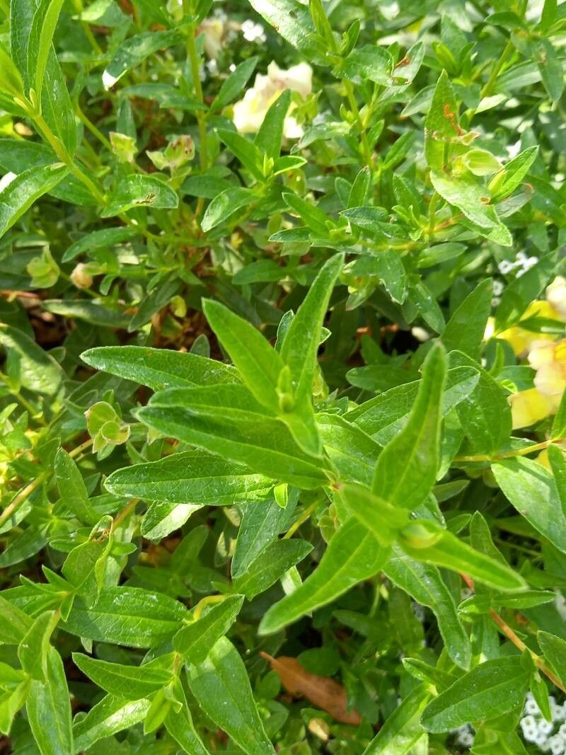 Cistus x dansereaui — houseplant care guide