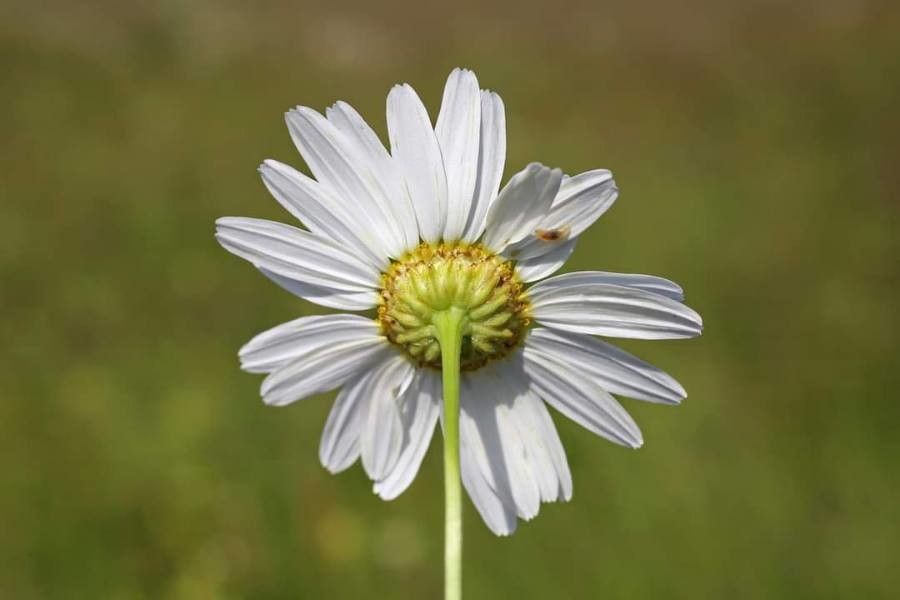 Tripleurospermum tenuifolium flower
