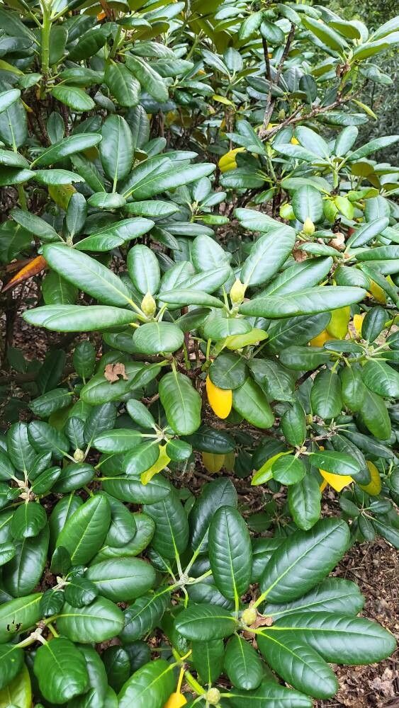 Rhododendron brachycarpum leaf