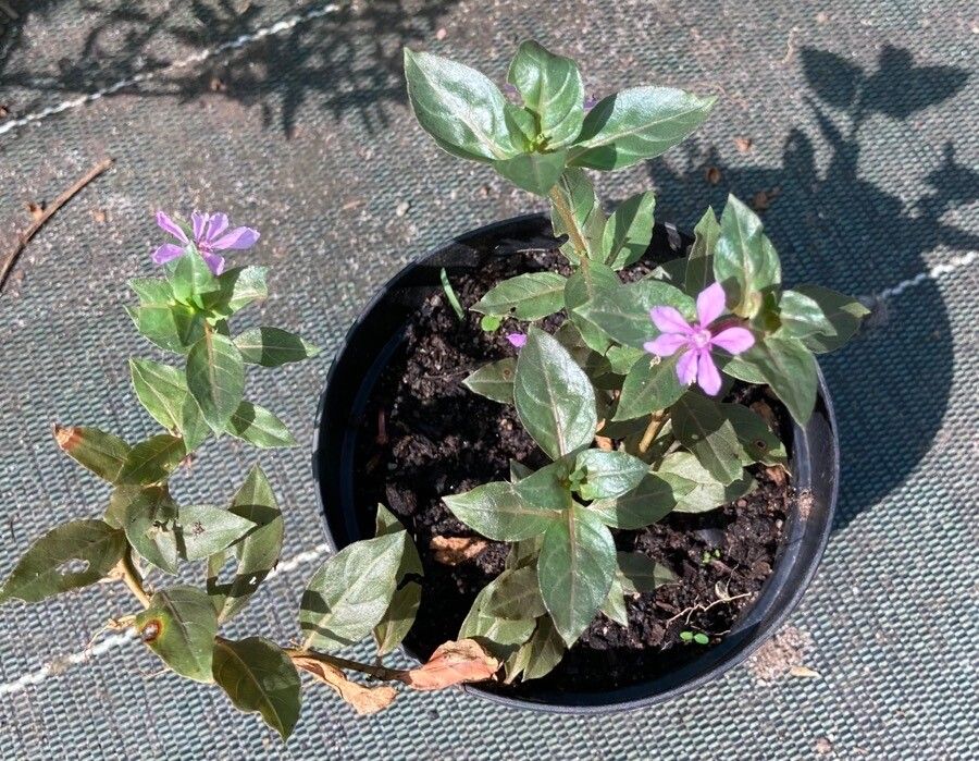 Cuphea strigulosa — search result for 'Cuphea'