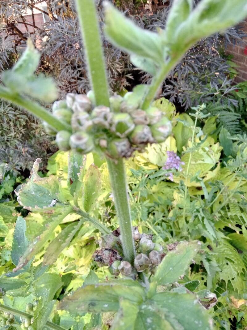 Scrophularia sambucifolia fruit