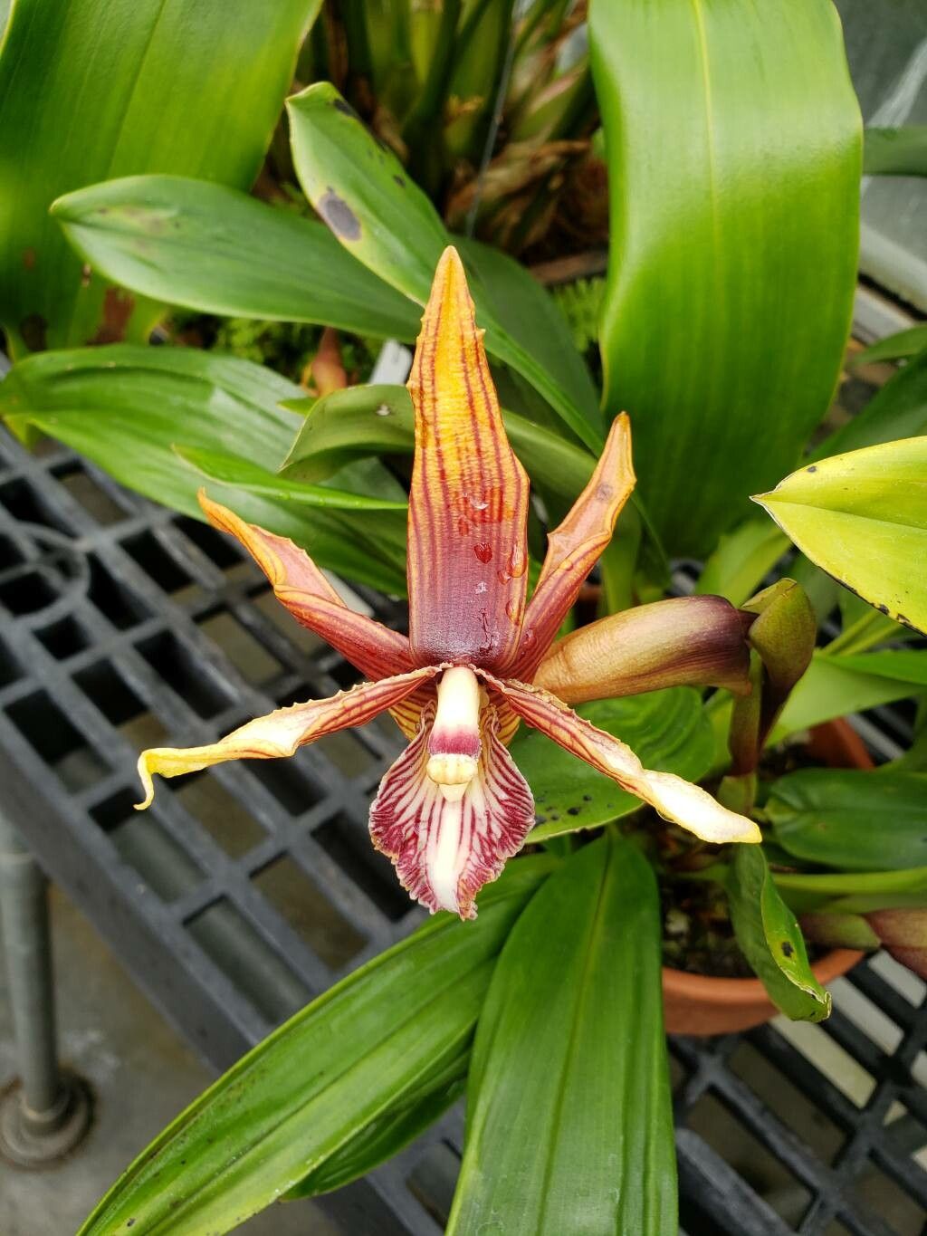 Maxillaria striata flower