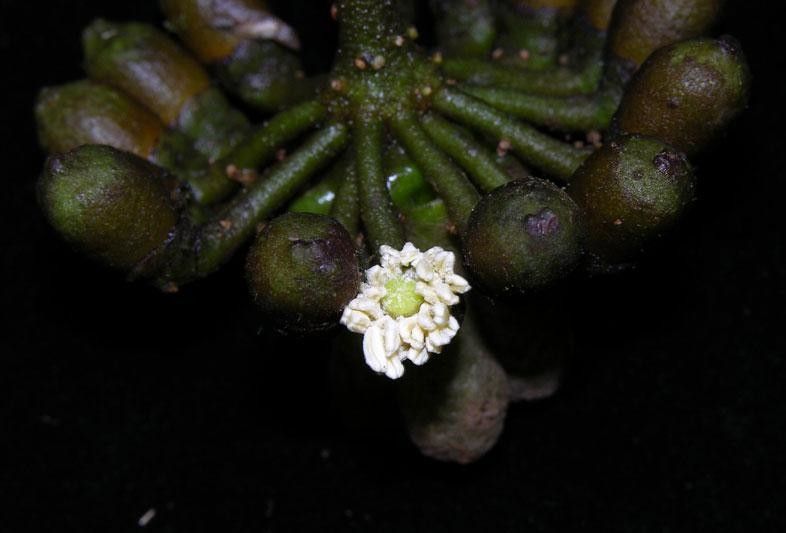Marcgravia nervosa flower