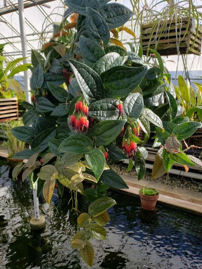 Ceratostema silvicola habit