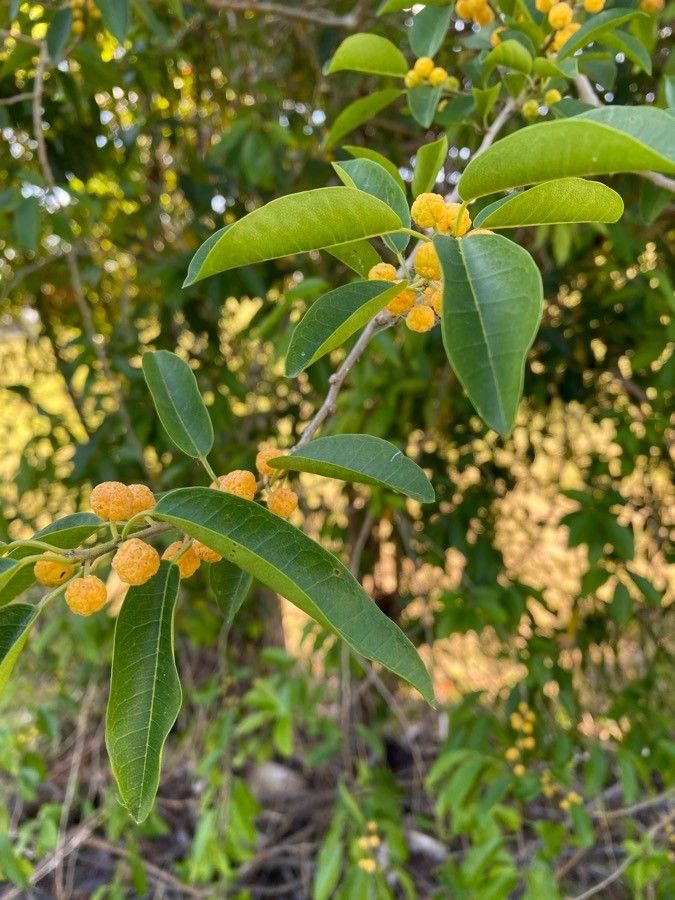 Maclura cochinchinensis flower