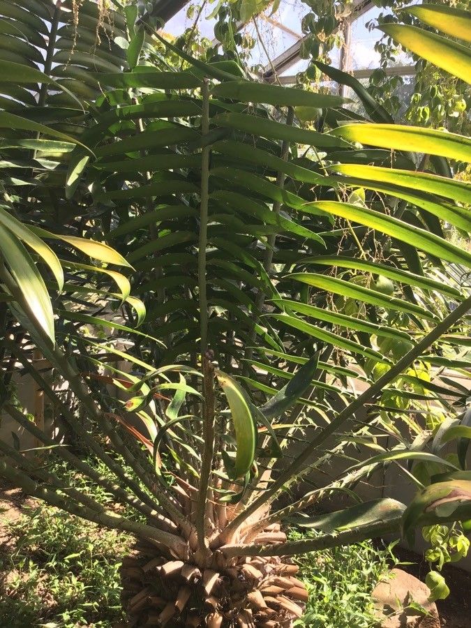 Encephalartos gratus — search result for 'Malawi'