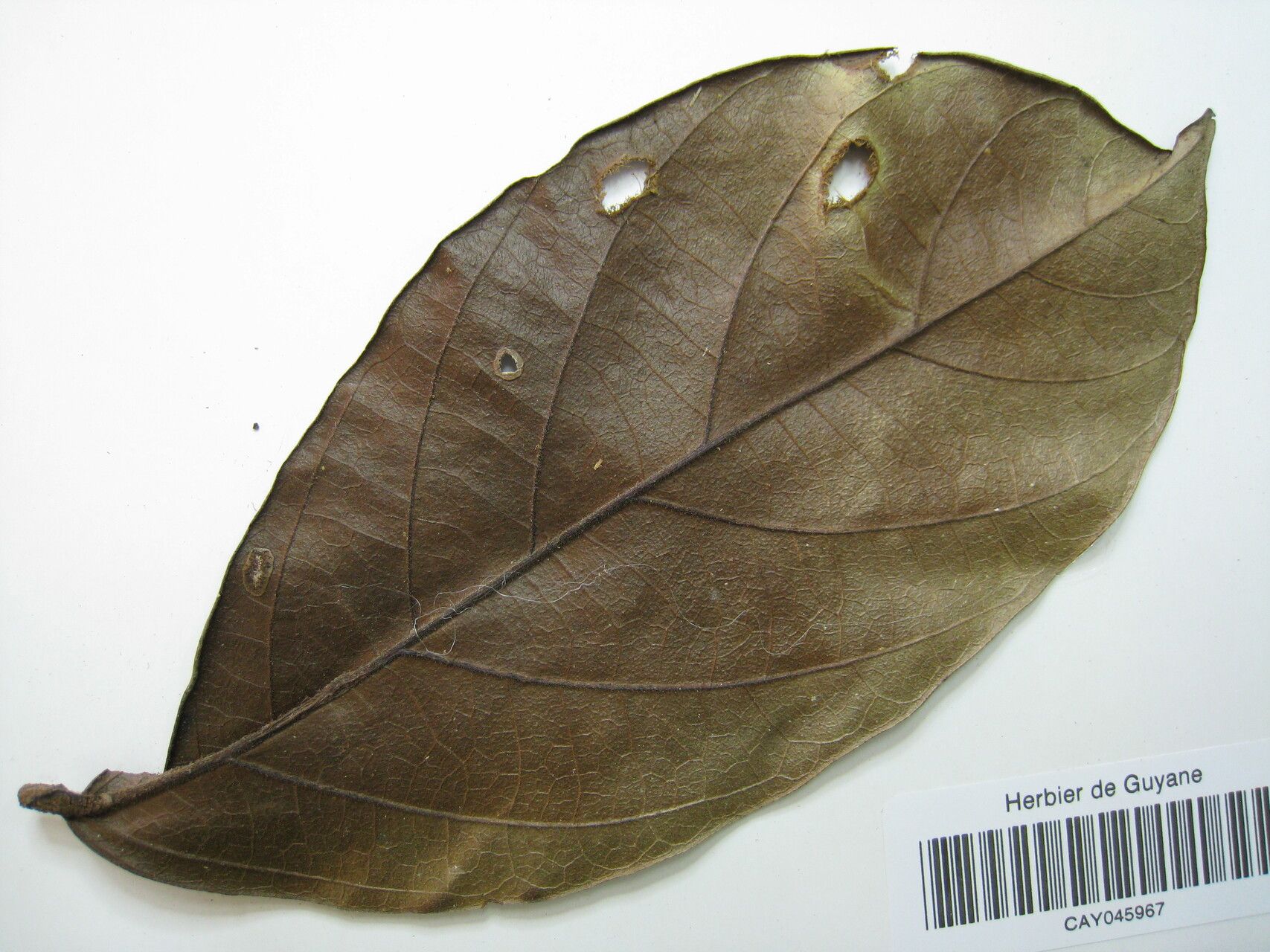 Cordia sagotii other