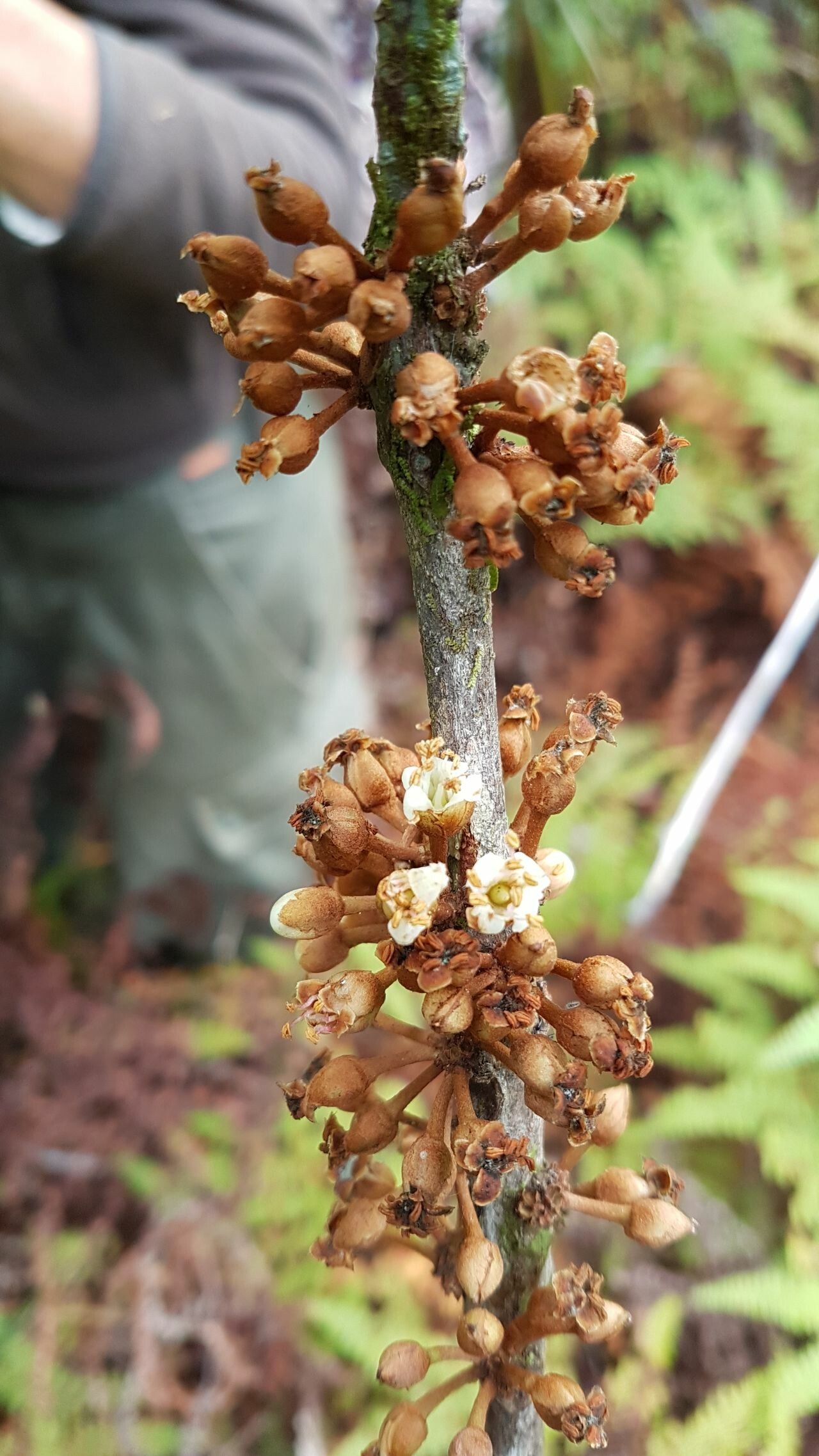 Pycnandra neocaledonica flower