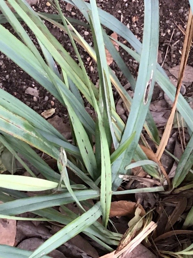 Dianella tasmanica leaf
